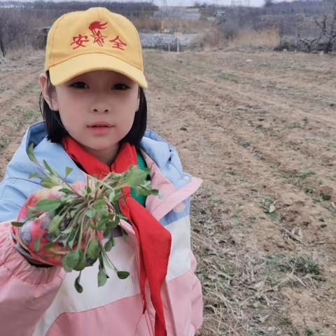 赴一场春日挖野菜之约 ——双语学校三年级十八中队 刘惜晨