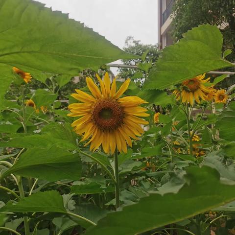 种下希望，收获美好———2209班向日葵种植活动总结