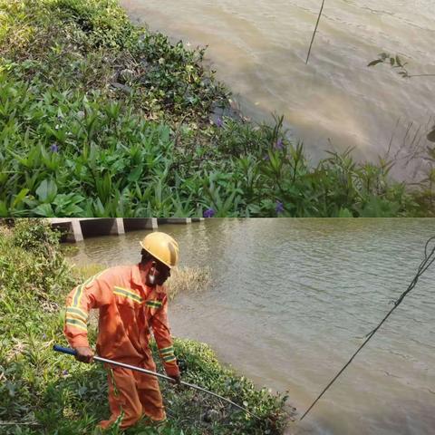 ［福龙马琼海］沙美内海水浮莲整治篇