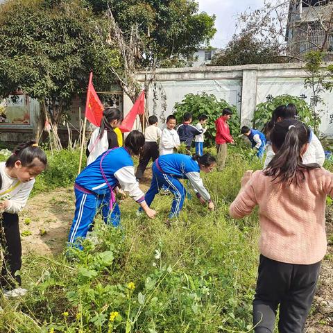 劳动砺心智  实践促成长（一）