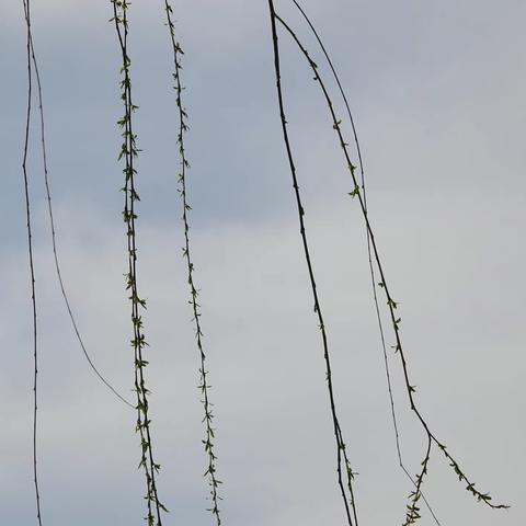 南宫市第三中学植树节开展系列活动