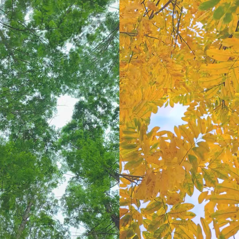 一起“趣”玩叶🍃 ‍          ——凰城华府幼儿园大一班、大三班