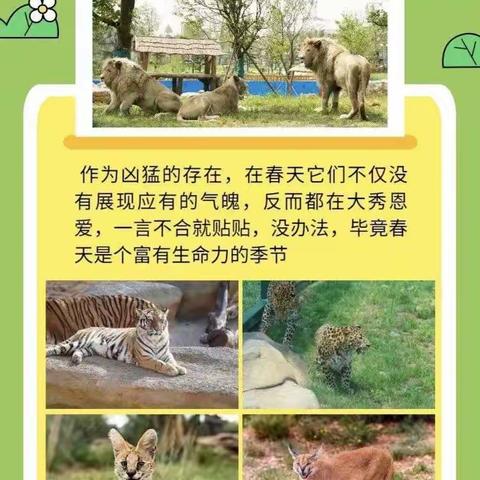 不负春光，快乐春游🌿一起相约九顶山野生动物园——狼古墩太阳城亲子游邀请函