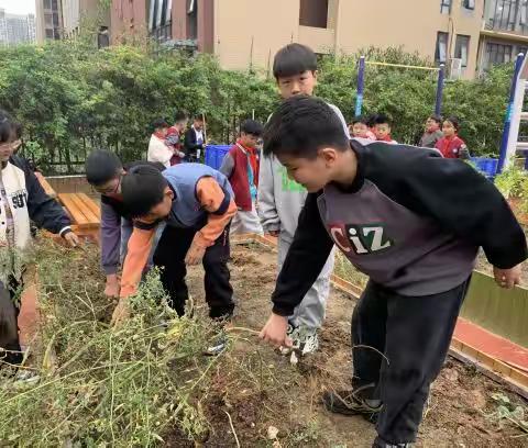 “蔬”香为伴，勤满校园--郑州市管城回族区阳光实验小学劳动种植活动