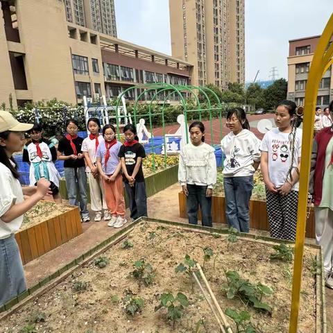 田间搭架忙，劳动促成长--郑州市管城回族区阳光实验小学种植基地果蔬搭架活动