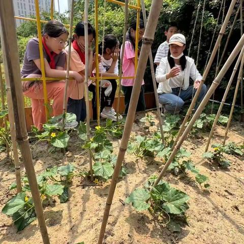 黄瓜打杈忙，我与黄瓜共成长--管城回族区阳光实验小学种植活动