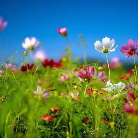 “研学旅行增见识 寓教于乐助成长”——浦口区乌江小学研学旅行实践活动