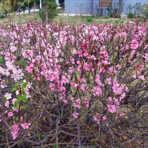 农历三月，人间芬芳