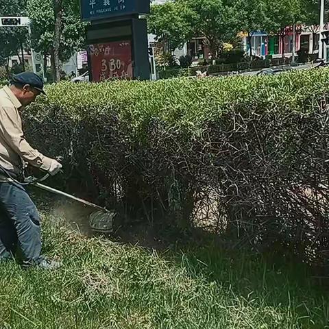 小满已过，万物可期，草长莺飞        怡馨苑集中人员清理杂草，整形树木