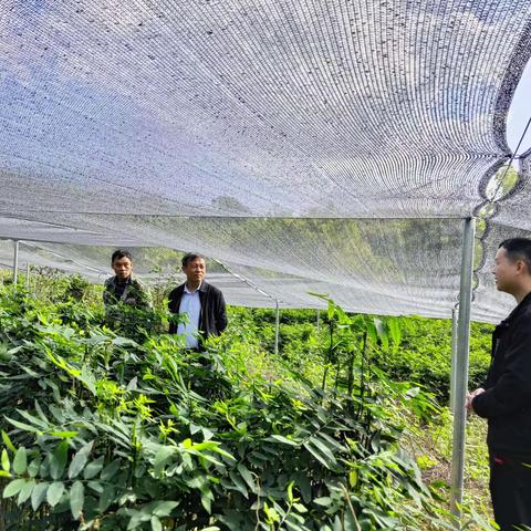 县委副书记、政法委书记李锋“四不两直”直下基层调研乡村振兴产业发展