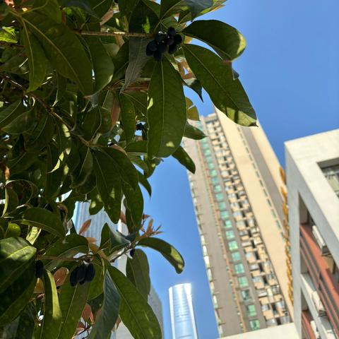 共思·共研·共成长——观山湖区第十三幼儿园课程案例分享