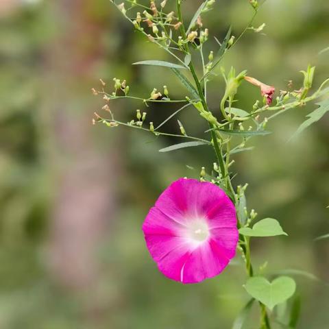 那年那月那花香 那时那里那月光