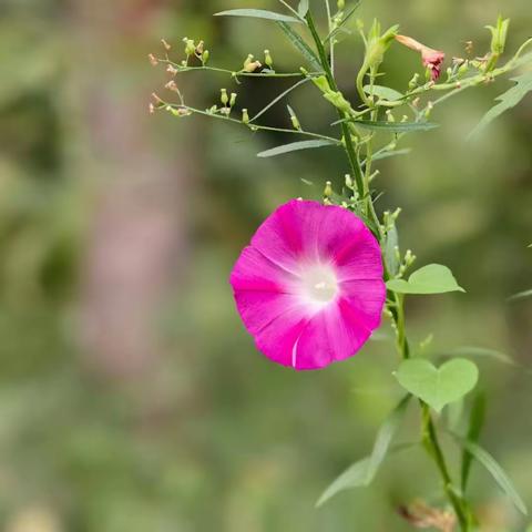 暖蔓延过山岗  地老天荒