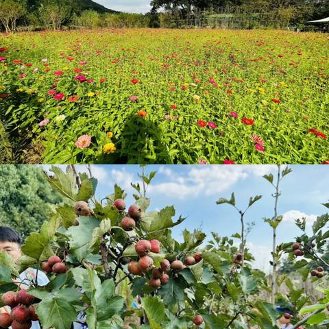 寻找“秋天”的颜色     —— ——浦口区实验幼儿园大一班、大四班不老村寻秋活动