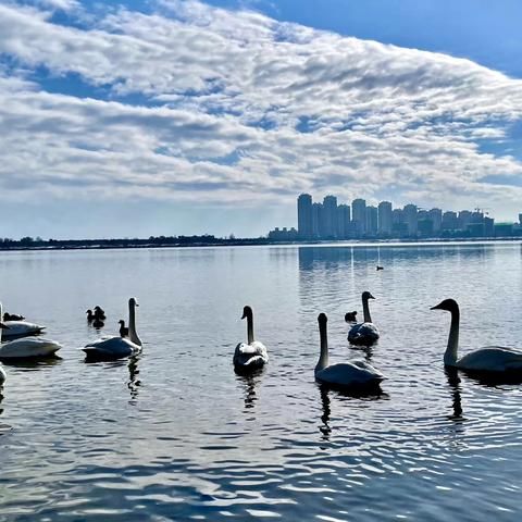 荣成天鹅季（2022.10--2023.30）一.天下奇观