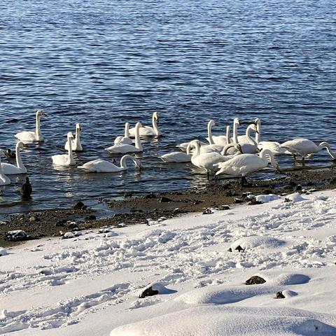 荣成天鹅季（2022.10-2023.3）二  雪中情