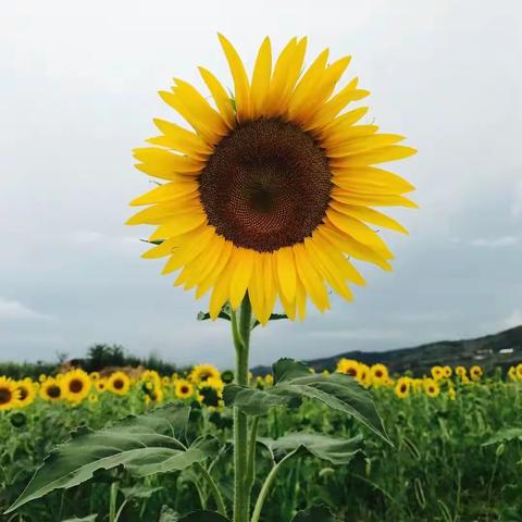 流星花园的简篇