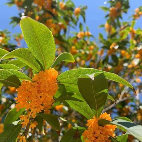 六栋105(老谈蔬配中心)的简篇