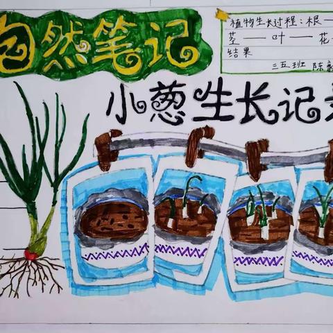 【东小故事】东关小学三年级科学实践性作业之“植物成长记”