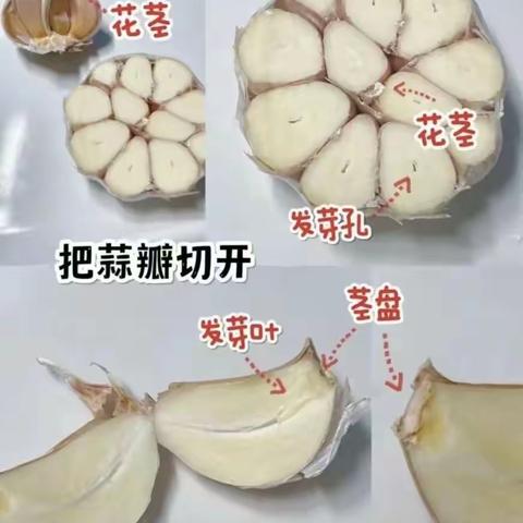 小班《种大蒜》