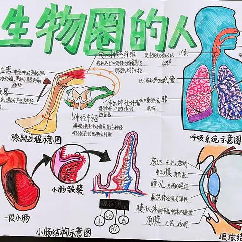 生物美如画，小小科学家——高密市银鹰文昌中学初一级部生物手抄报绘图大赛掠影