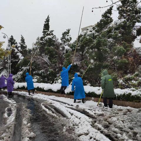 新安县机关事务服务中心组织“扫雪除冰，让通行之路更顺畅”活动