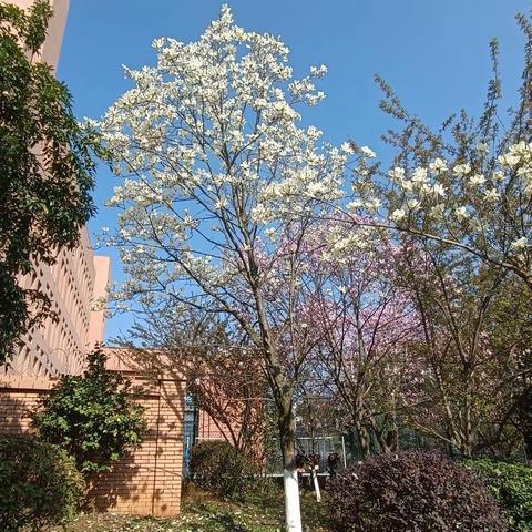 名师引领行致远  助力听说绽芳华——南明区小碧中学中考英语人机口语测试策略和技巧专题培训