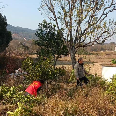 龙泉村积极防治黄龙病，守护果园健康