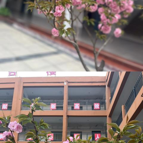 【人间四月芳菲尽，山寺桃花始盛开】洛宁新宇小学二一班一周掠影