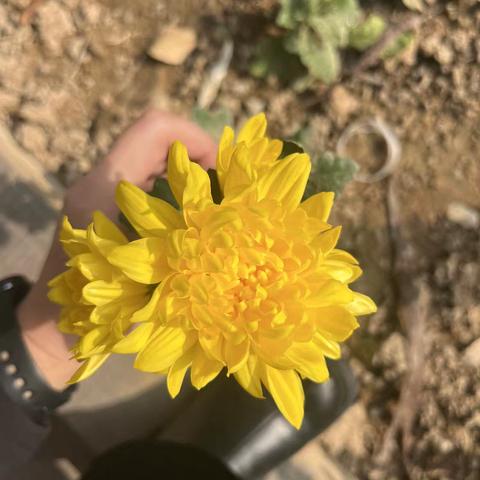 洛宁新宇小学一一班一周掠影