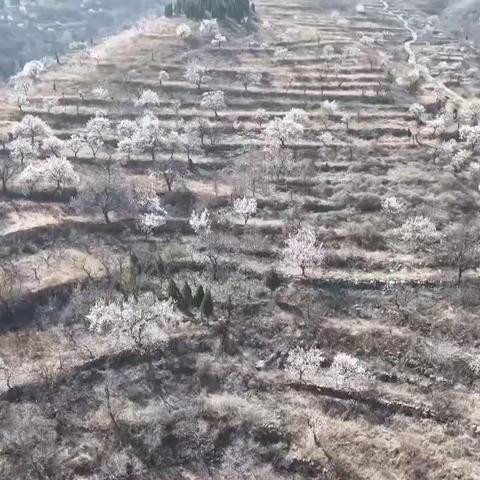 杏花烂漫俏争春  十里芳菲醉游人