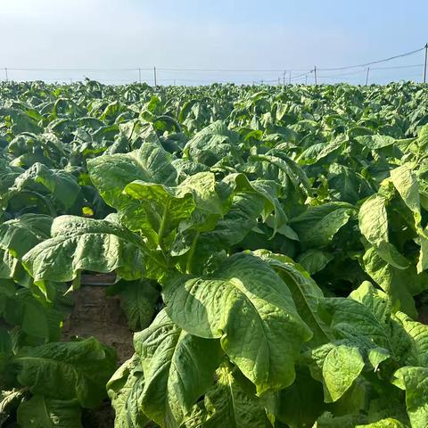 三乡镇：烟叶喜丰收 采摘正当时