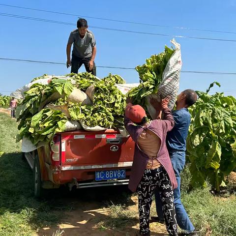 三乡镇：烤烟迎丰收  烟农赶“烤”忙