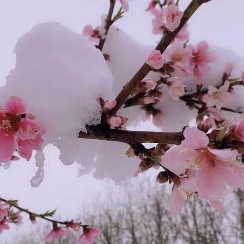 【安全提醒】雨雪低温天气 安全谨记在心——葛寨小学雨雪低温天气温馨提示