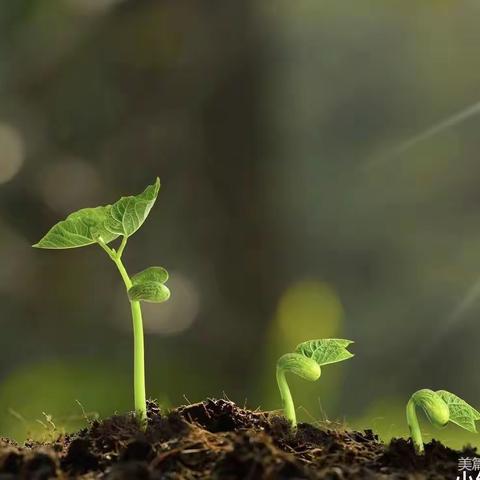 【亲近自然，快乐种植】优贝圣泰幼儿园亲子种植活动