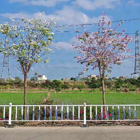 贵屿，邀您共赏春日浪漫