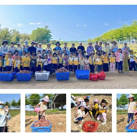 澄迈县山口中心幼儿园2026年春季研学基地“冬种春收”挖地瓜亲子实践活动简讯