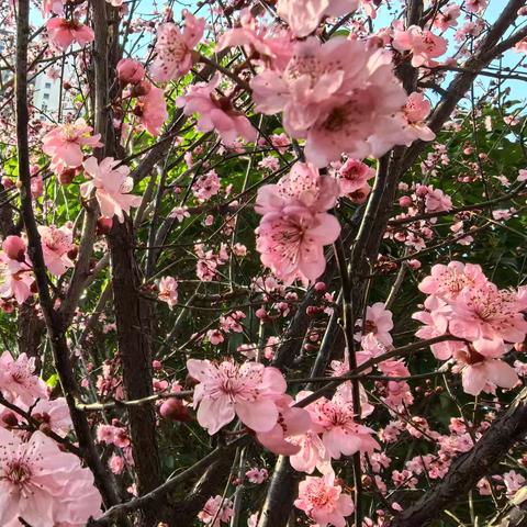 做看得见人的教育——记23级高二政治组第7周教研活动