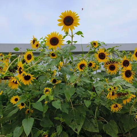 小小种植园  悠悠百花香——平和县三径小学让核心素养落地，为知识运用赋能