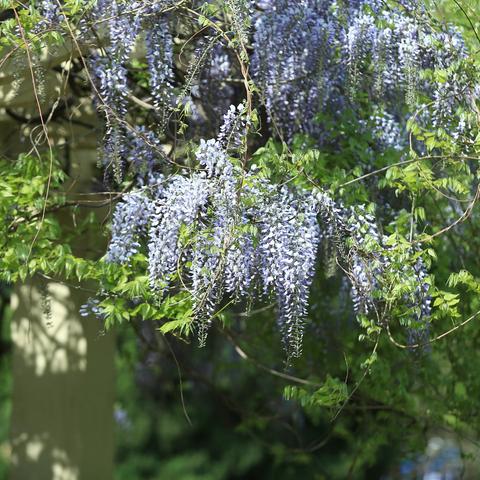 初夏紫藤花开