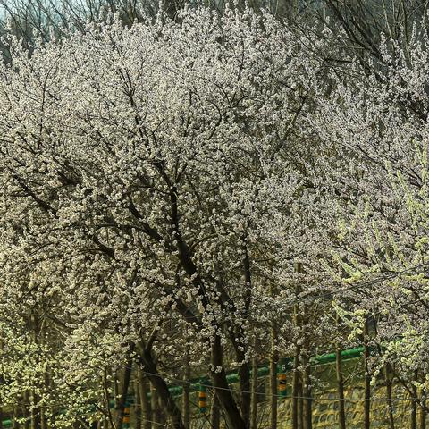 春风吹桃花开