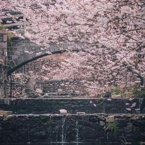 🌸花有约，春不误，杨家山里赏花攻略🌸