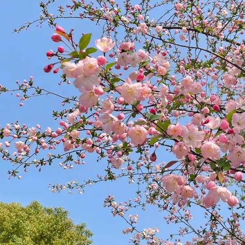 🌸【冶城职校附属幼儿园】大六班 “指尖上的春天”🌸