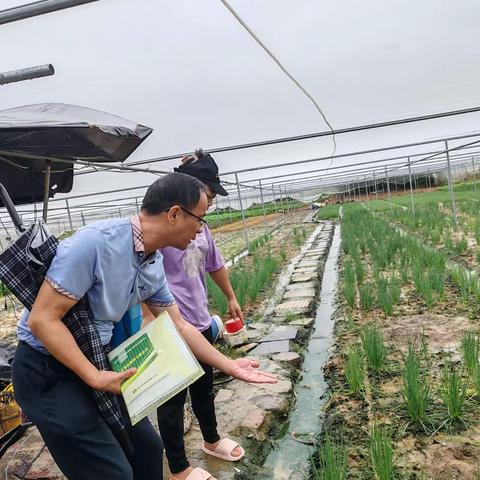 海口市农技中心派技术人员前往灵山镇加乐田常年蔬菜基地调查叶菜受灾情况并开展叶菜种植技术指导