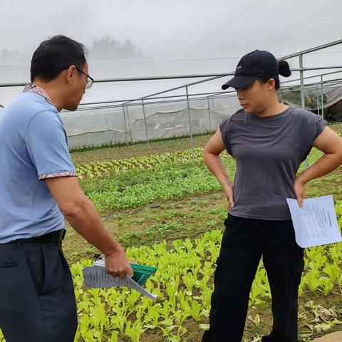 海口市农技中心联合海南电视台在灵山镇加乐田常年蔬菜基地开展叶菜防寒技术指导