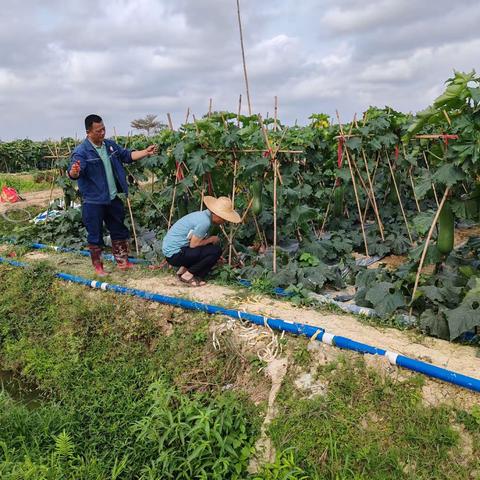 海口市农技中心派技术人员和特聘农技员前往东山镇对冬瓜种植户进行回访并开展技术指导