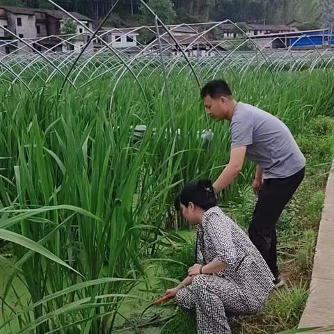 浔溪乡：党群同心齐上阵，千亩茭白喜丰收