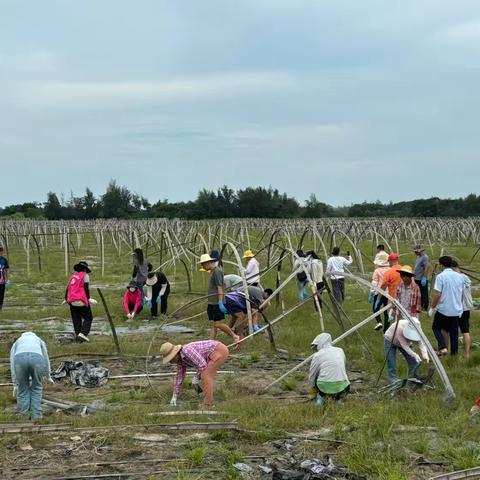 锦山镇开展2024年田间农膜回收清理专项行动