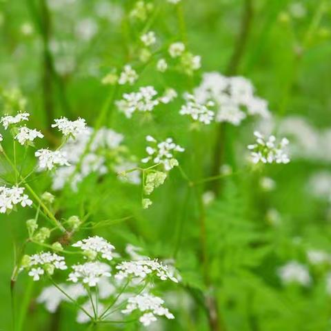 春风十里，与你相遇——许孟镇中心幼儿园立春主题活动