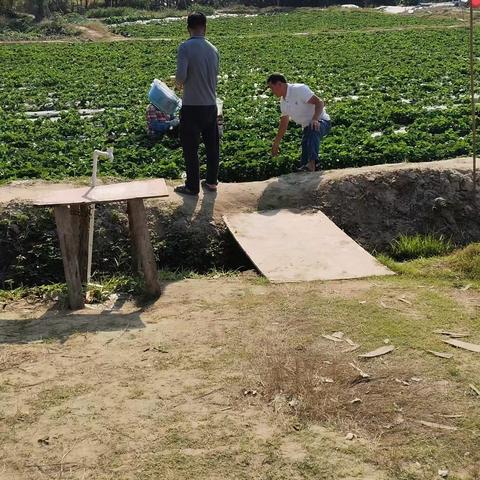 新村镇检测站加强草莓采摘基地质量安全监管工作